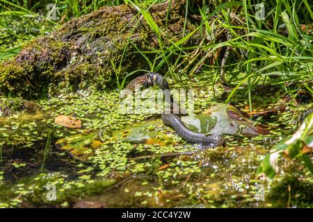 grass snake (Natrix natrix), feeds a tadpole of a grass frog, Germany, Bavaria, Isental Stock Photo