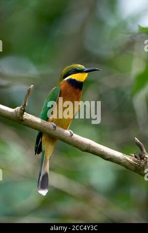cinnamon-chested bee eater (Merops oreobates), adult perched on a branch in subcanopy of a tropical rain forest, Uganda Stock Photo