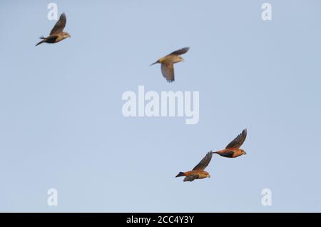 parrot crossbill (Loxia pytyopsittacus), Four Parrot Crossbills in flight, Denmark Stock Photo