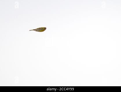 European serin (Serinus serinus), in flight, Netherlands Stock Photo