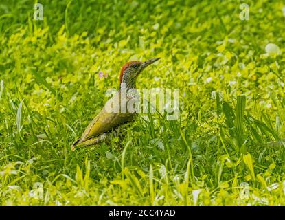 green woodpecker (Picus viridis), juvenile foraging in a meadow, Germany, Bavaria Stock Photo