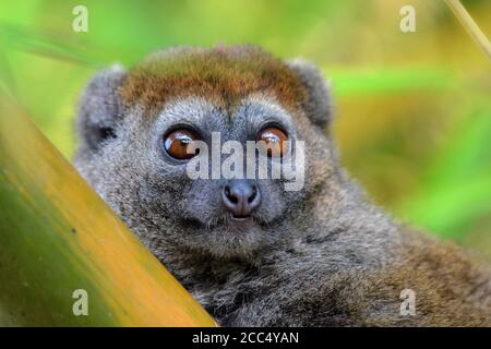 Eastern lesser bamboo lemur, Eastern grey bamboo lemur, Eastern grey gentle lemur (Hapalemur griseus), portrait, Madagascar Stock Photo