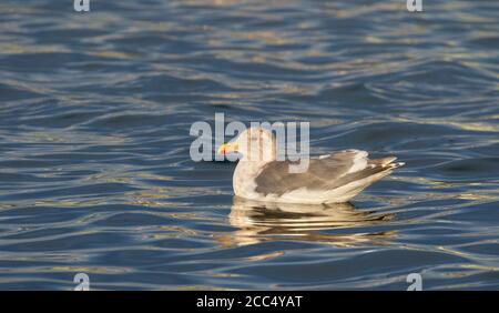 glaucous-winged gull (Larus glaucescens), Adult wintering in harbour of Kushiro, swimming on the water, Japan Stock Photo