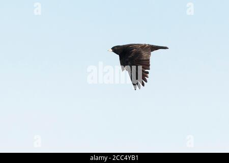 black lark (Melanocorypha yeltoniensis), Adult male in flight, Kazakhstan Stock Photo