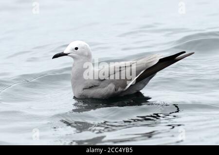 grey gull (Larus modestus, Leucophaeus modestus), adult swimming at the pacific ocean, Peru Stock Photo