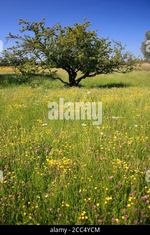 Summer view over a Buttercup flower meadow, river Nene Valley near Castor village; Peterborough city; Cambridgeshire; England Stock Photo