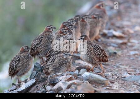 Tibetan Partridges (Perdix hodgsoniae), near Yushu, south Qinghai Province, China 24th August 2017 Stock Photo