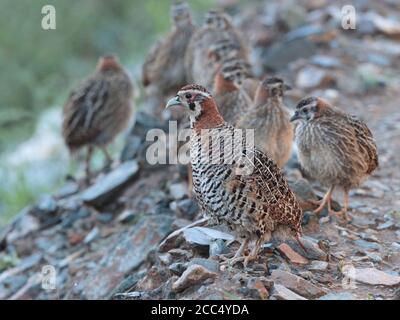 Tibetan Partridges (Perdix hodgsoniae), near Yushu, south Qinghai Province, China 24th August 2017 Stock Photo