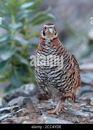 Tibetan Partridge (Perdix hodgsoniae), near Yushu, south Qinghai Province, China 24th August 2017 Stock Photo