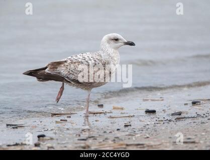 herring gull (Larus argentatus), Second calender year standing on the beach, Netherlands, South Holland Stock Photo