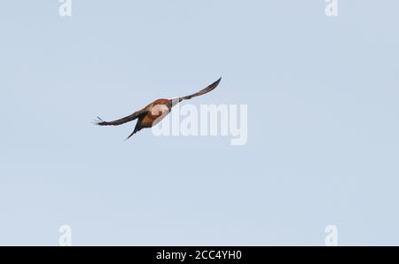 parrot crossbill (Loxia pytyopsittacus), male in flight, Denmark Stock Photo