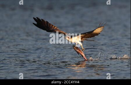 osprey, fish hawk (Pandion haliaetus), Adult fishing carrying a caught fish in its talons, Sweden Stock Photo