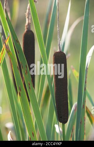 Wetland Reed, Stock Photo
