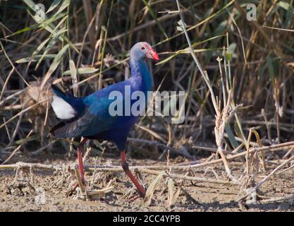 Grey-headed swamphens (Porphyrio porphyrio) on water hyacinths ...