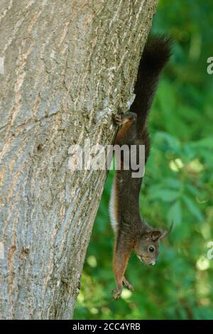 European red squirrel, Eurasian red squirrel (Sciurus vulgaris), hanging upside down at a slant oak trunk, Germany, Bavaria Stock Photo