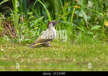 green woodpecker (Picus viridis), female looking for ants in the meadow at the riverside, side view, Germany, Bavaria Stock Photo