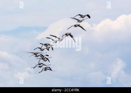 greylag goose (Anser anser), flying flock in front of clouds, Germany, Bavaria, Lake Chiemsee Stock Photo