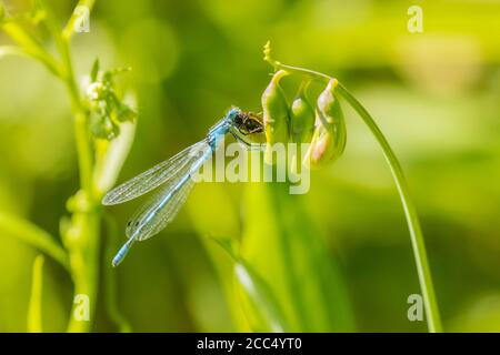 Common coenagrion, Azure damselfly (Coenagrion puella), feeds caught insect, Germany, Bavaria Stock Photo