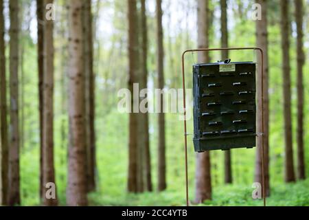 bark beetles, engraver beetles & ambrosia beetles, timber beetles (Scolytidae (Ipidae)), bark beetle trap in a spruce monoculture, Germany Stock Photo