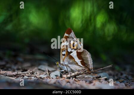 purple emperor (Apatura iris), Mineral licking, Germany, Rhineland-Palatinate Stock Photo