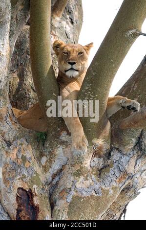 lion (Panthera leo), Lioness resting in a tree, Uganda Stock Photo