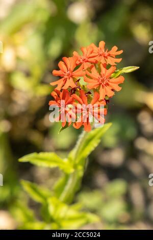 maltese-cross (Lychnis chalcedonica, Silene chalcedonica), blooming, Germany, Bavaria Stock Photo