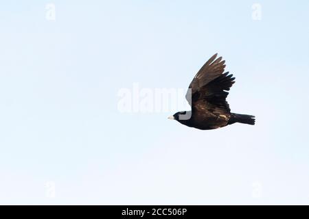 black lark (Melanocorypha yeltoniensis), Adult male in flight, Kazakhstan Stock Photo