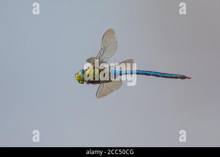 emperor dragonfly (Anax imperator), flying male, Germany, Bavaria, Erdinger Moos Stock Photo
