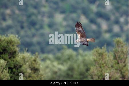 Western Marsh Harrier (Circus aeruginosus), Immature male in flight durig migration, Greece, Lesbos Stock Photo