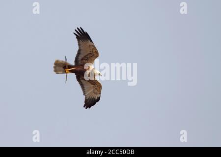 Western Marsh Harrier (Circus aeruginosus), Second calendar year male in flight, Denmark Stock Photo