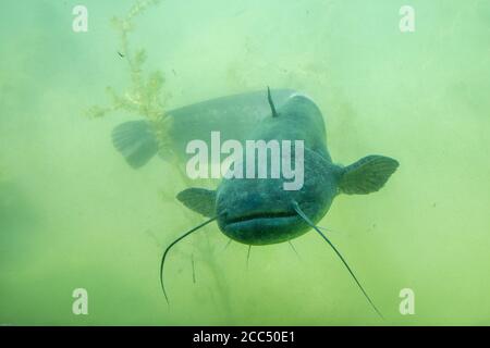European catfish, wels, sheatfish, wels catfish (Silurus glanis), swimming, Germany, Bavaria Stock Photo