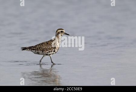 Pacific golden plover (Pluvialis fulva), Adult moulting, Thailand, Khok Kham Stock Photo