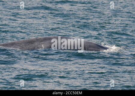 blue whale (Balaenoptera musculus), diving under off the north Atlantic coast off Iceland, Iceland Stock Photo