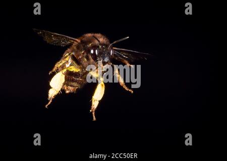 Common Central European flower bee (Anthophora acervorum, Anthophora plumipes), with pollenload in flight, Germany Stock Photo