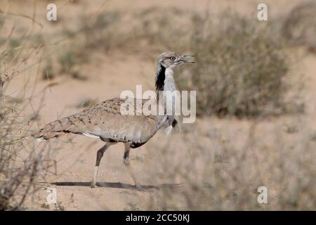 Macqueen's Bustard (Chlamydotis macqueenii), walking through desert, United Arab Emirates Stock Photo