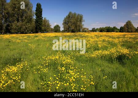 Summer view over a Buttercup flower meadow, river Nene Valley near Castor village; Peterborough city; Cambridgeshire; England Stock Photo