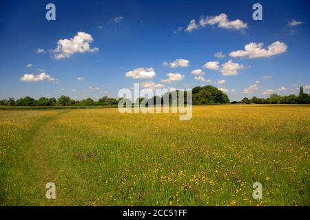 Summer view over a Buttercup flower meadow, river Nene Valley near Castor village; Peterborough city; Cambridgeshire; England Stock Photo
