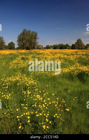 Summer view over a Buttercup flower meadow, river Nene Valley near Castor village; Peterborough city; Cambridgeshire; England Stock Photo