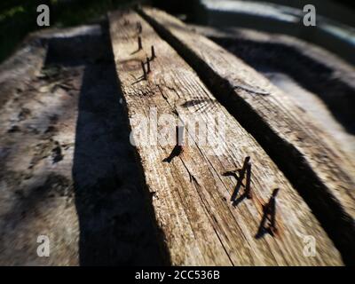 rusty nails on an old wooden plank Stock Photo