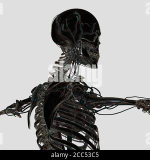 Anatomy illustration of human skeletal system Stock Photo - Alamy