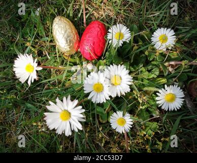 two chocolate eggs on the grass with daisies flowers, easter cel Stock Photo
