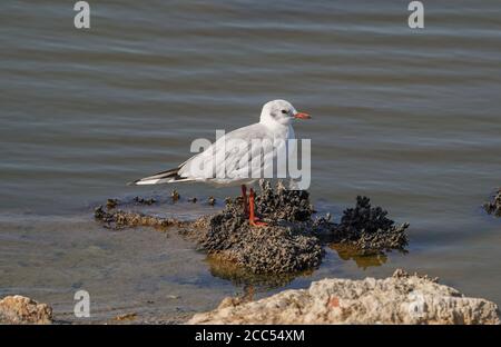 Black-headed gull, Chroicocephalus ridibundus, resting on a mudflat, Andalusia, Spain. Stock Photo