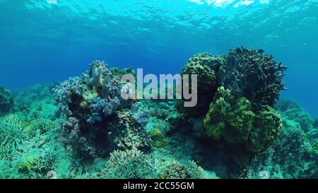 Tropical fishes and coral reef at diving. Beautiful underwater world ...