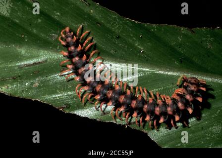 Flat Backed Millipede, Platyrhachus sp, Poring Hot Springs, Sabah, Borneo, showing red warning colouration Stock Photo