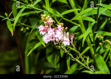 Close-up of a purple/pink Linaria purpurea 'Canon Went' (purple toadflax) Stock Photo