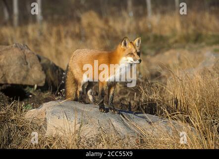 Red Fox (Vulpes fulva) red phase, Minnesoata, USA, controlled situation Stock Photo