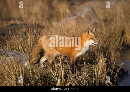 Red Fox (Vulpes fulva) red phase, Minnesoata, USA, controlled situation Stock Photo