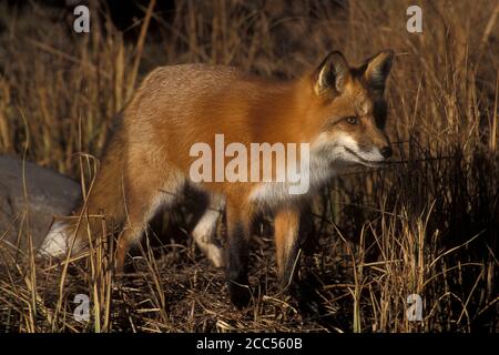Red Fox (Vulpes fulva) red phase, Minnesoata, USA, controlled situation Stock Photo