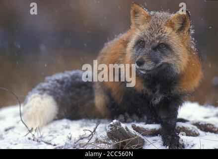 Red Fox (Vulpes fulva) cross phase, Minnesoata, USA, in snow, controlled situation Stock Photo