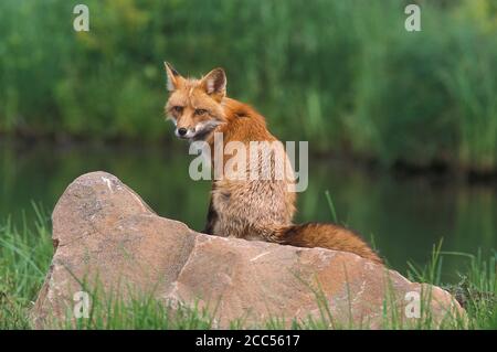 Red Fox (Vulpes fulva) red phase, Minnesoata, USA, controlled situation Stock Photo